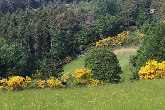 Waldrand mit Ginster
