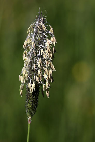 Grasblüte; Detailaufnahme