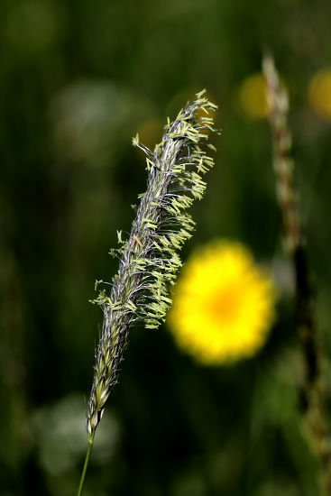 Grasblüte