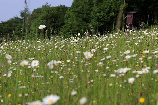 Margeritenwiese