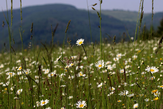 Margeritenwiese