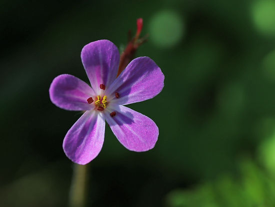 Stink-Storchschnabel
