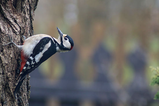 Buntspecht Männchen