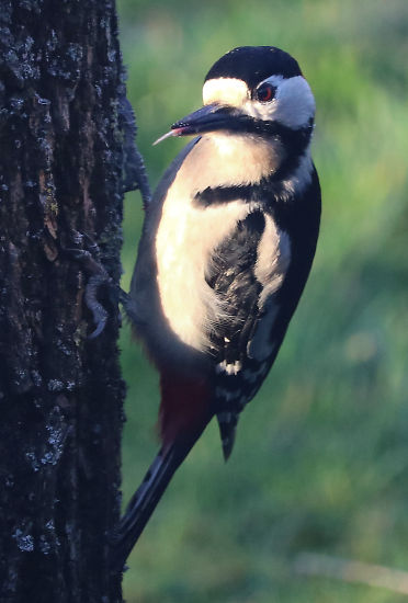 Buntspecht Männchen