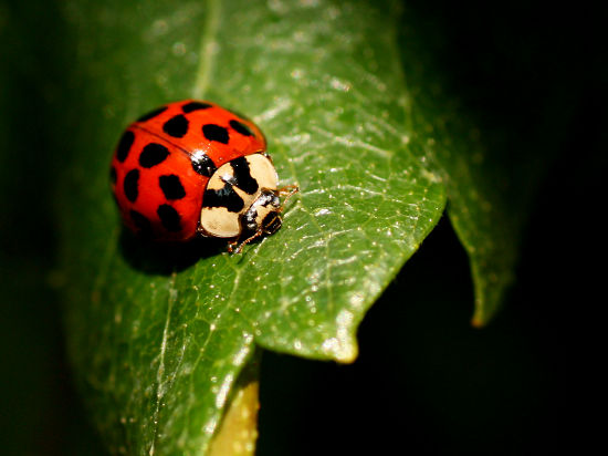 Asiatischer Marienkäfer