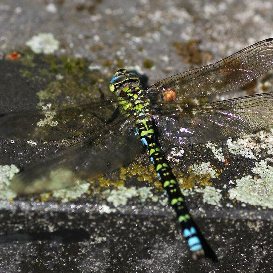 Blaugr ne Mosaikjungfer