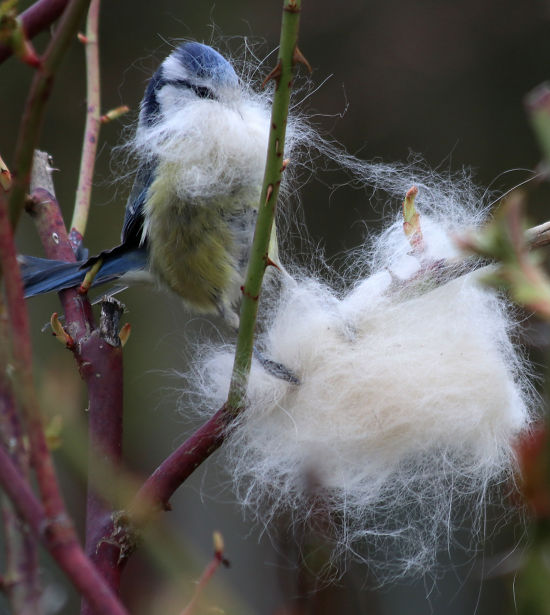 Blaumeise sammelt Nistmaterial