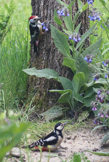 Butspecht-Weibchen und Mittelspecht