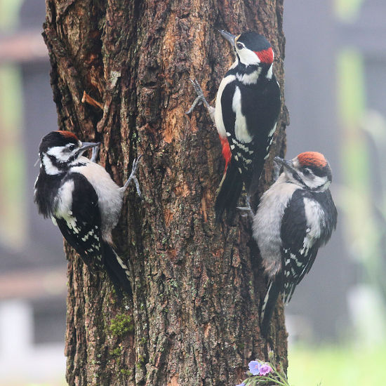 Buntspecht-Männchen mit zwei Küken