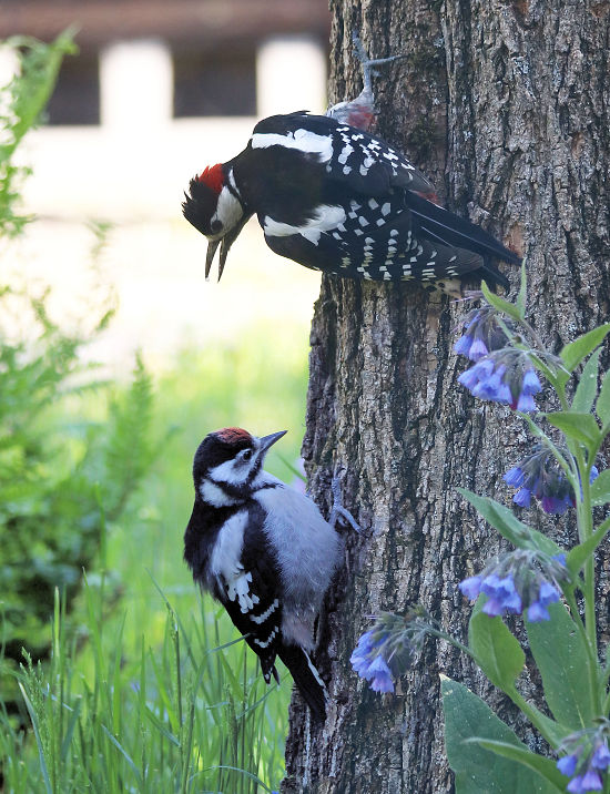 Buntspecht-Männchen mit Nachwuchs