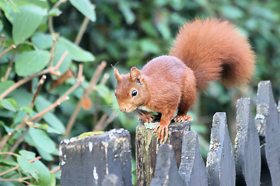 Europäisches Eichhörnchen
