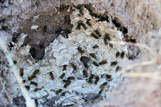 Aufgebrochenes Erdwespennest