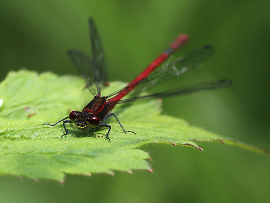 Frühe Adonislibelle