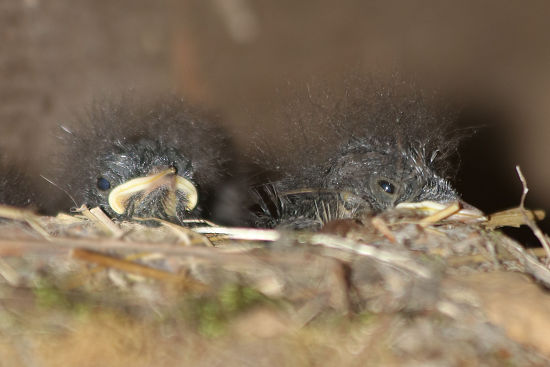 Gartenrotschwanzküken im Nest