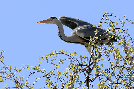 Graureiher / Fischreiher