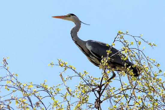 Graureiher / Fischreiher