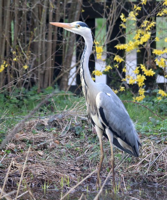 Graureiher / Fischreiher