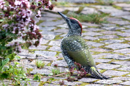 Grünspecht, Jungvogel