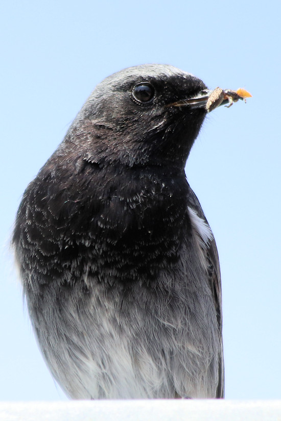 Hausrotschwanz, männlich, mit Futter