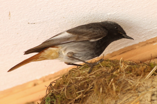 Hausrotschwanz, männlich bei der Fütterung