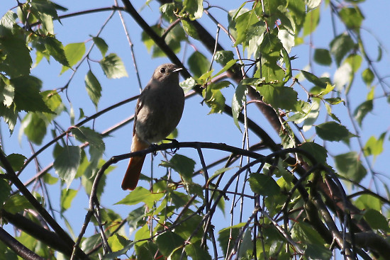 Hausrotschwanz, weiblich