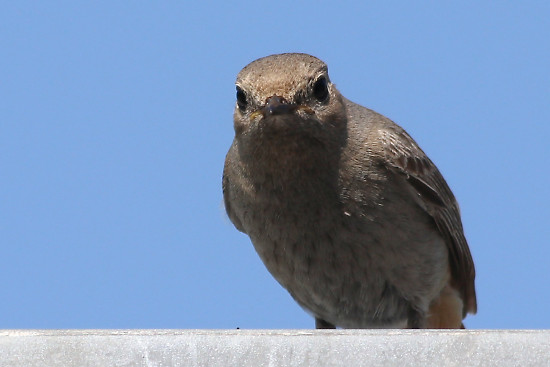 Hausrotschwanz, weiblich