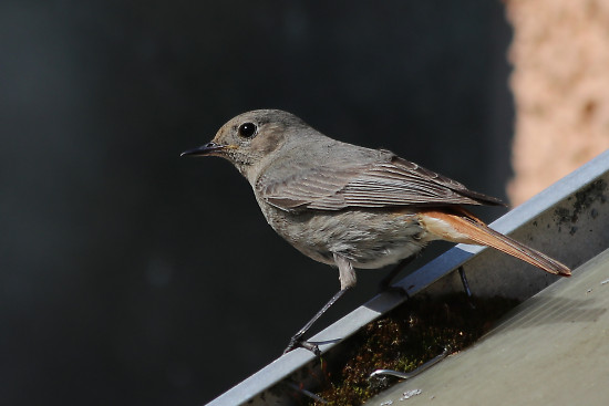 Hausrotschwanz, weiblich