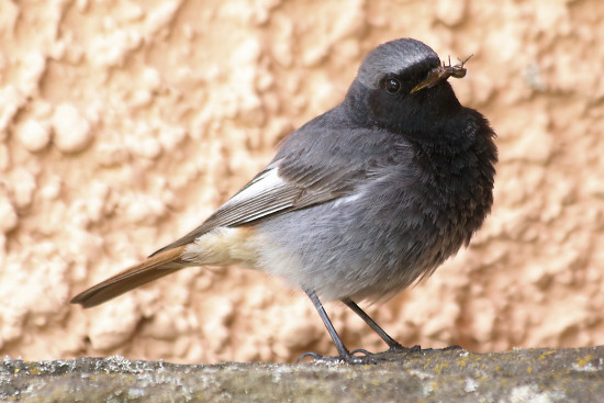 Hausrotschwanz, männlich