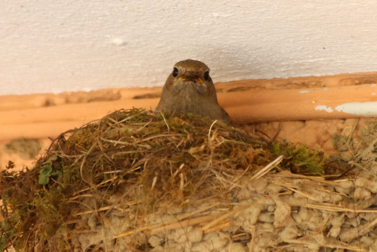 Hausrotschwanz, weiblich