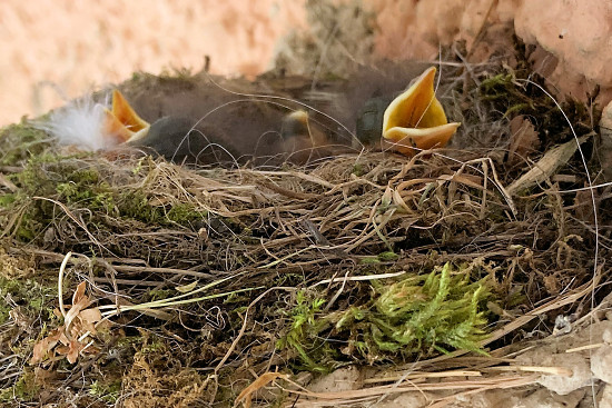 Hausrotschwanzküken