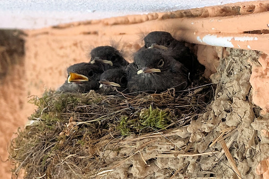 Hausrotschwanzküken