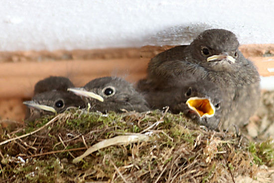 Hausrotschwanzküken