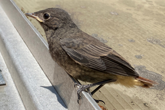 Hausrotschwanz Jungvogel gerade ausgeflogen
