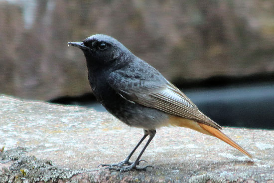 Hausrotschwanz, männlich