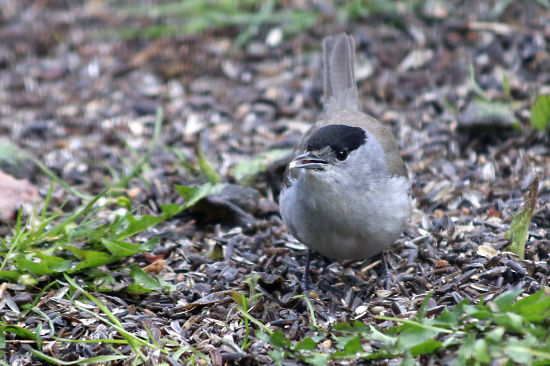 männliche Mönchgrasmücke