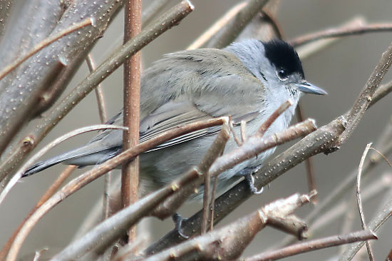 männliche Mönchgrasmücke