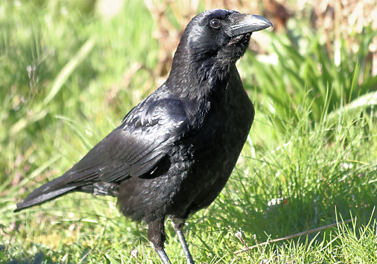 Rabenkrähe