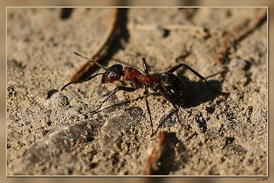 Rote Waldameise