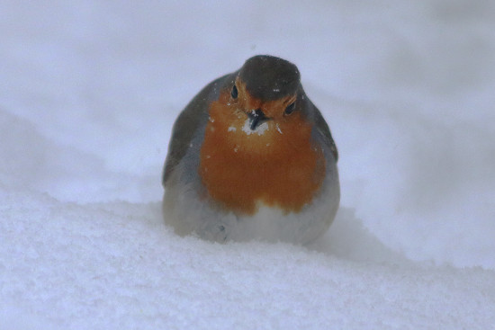 Rotkehlchen im Schnee