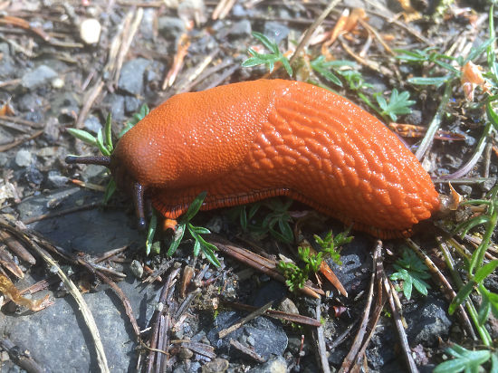 Spanische Wegschnecke