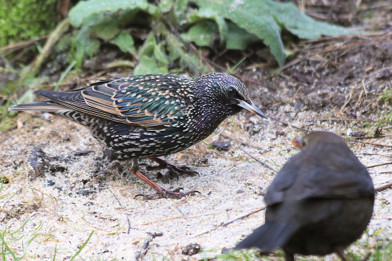 Star mit Amselweibchen