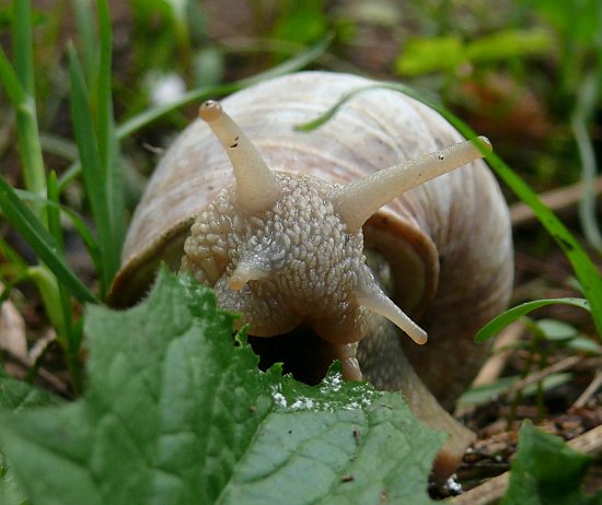 Weinbergschnecke