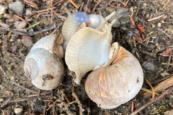 Weinbergschneckenpaarung