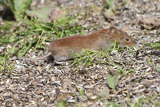 Feldmaus / Kleinwühlmaus