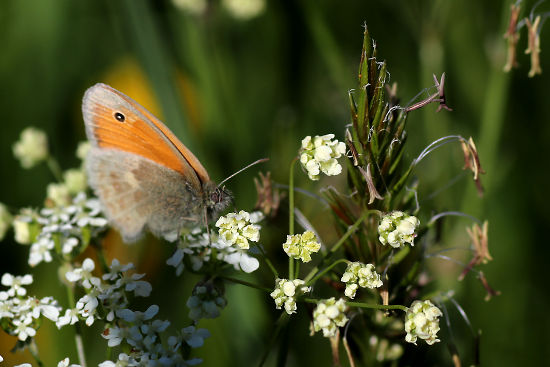 Gro&suml;es Ochsenauge
