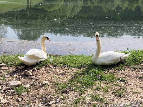 Höckerschwäne