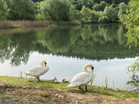 Höckerschwäne mit Küken