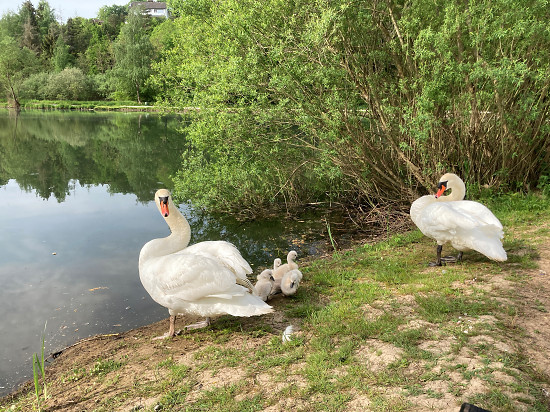 Höckerschwäne mit Küken