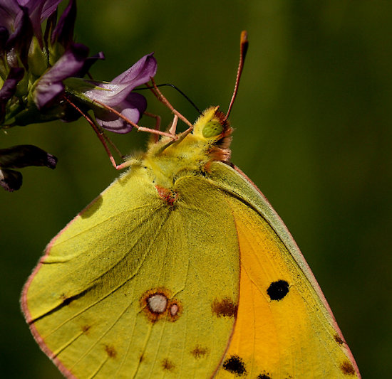 Hufeisenklee-Gelbling