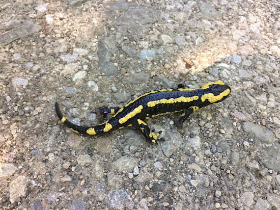 Feuersalamander